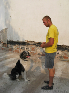 Дрессировка собак разных пород #84003
