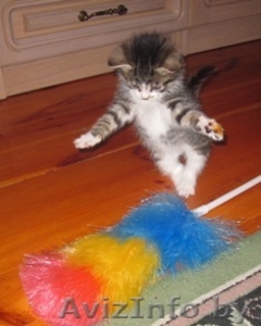 Котёнок.Отдам в хорошие руки #87744