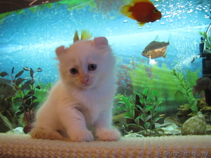 Продаюся котята породы Американский кёрл. #85062