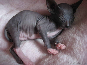 Донской сфинкс,  котята 2 мес. с документами #80227