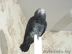 Продам бурохвостого жако с клеткой #74475