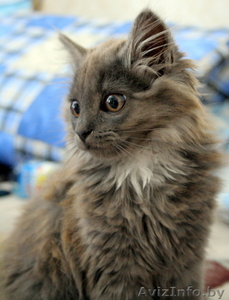 Отдам трёх серых котят в хорошие руки #82926