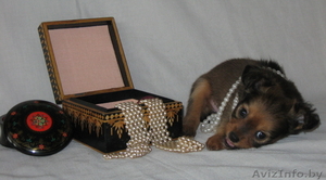 Продам длинношерстного щенка той терьера . #79246