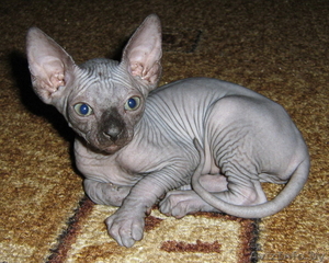 Котята канадский сфинкс #28343