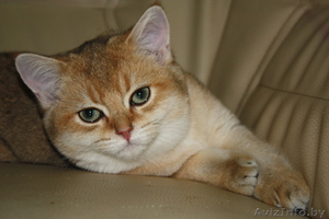 Котята британцы редких окрасов!!!! #85106