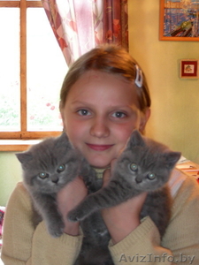 Британские короткошерстные котята в Минске #76048