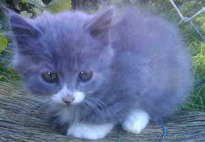 Подарю котёнка в хорошие руки #84874