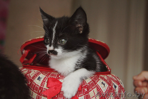 Котенок 1, 5 месяца в добрые руки #83977