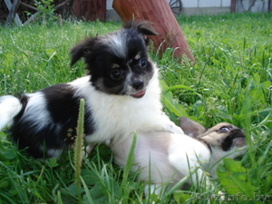 Щенок чихуа-хуа #79143