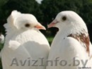 Голуби ДЛЯ СВАДЕБ И ТОРЖЕСТВ #75688