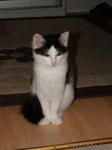 Ласковый Котенок в дар! #82931