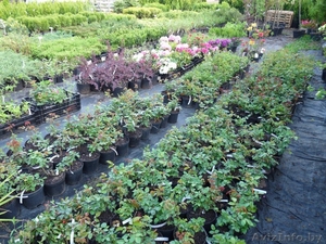 Хвойные и лиственные растения в контейнерах. #86286