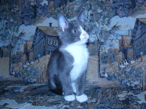 Подарим котёнка #81407