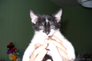 Котята,  1, 5 месяца,  отдам в хорошие руки #75088