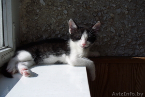 Пушистый котёнок ищет хозяев #78828