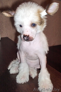 Китаёзы                     #79687