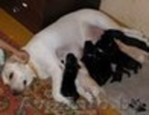 Лабрадора щенки #75348