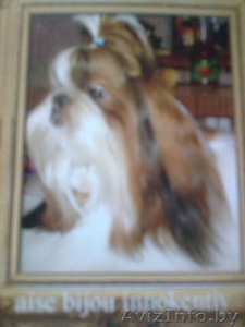 Продаю щенков ши-тцу #77037