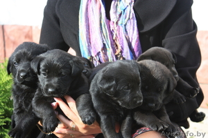 Черные щенки лабрадора-ретривера #77795