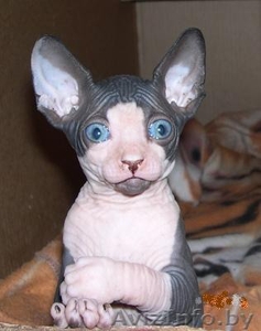 котенок породы 
