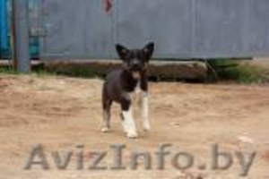 замечательно одаренный природой щенок #79576