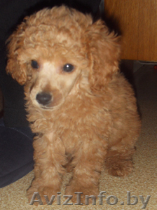 Карликовый пудель #82459