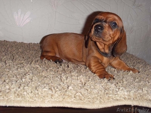 Таксы стандартной гладкошерстной щенки продаются. #75389