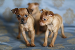 Щенки руского той терьера #78621