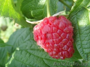 Декоративные и плодовые деревья и кустарники #82901