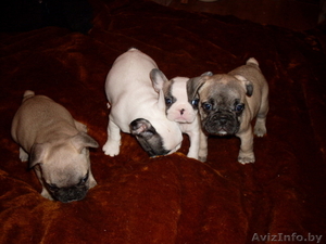 4 прелестные девочки французкого бульдога #76799