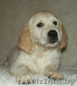 Голден ретривера щенки #77394