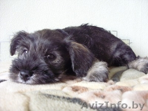 Продам щенка цвергшнауцера #69330