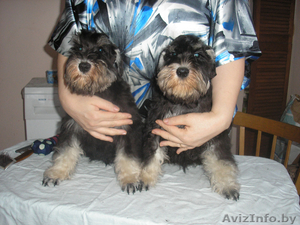 цвергшнауцеров ч/с продаю #83986