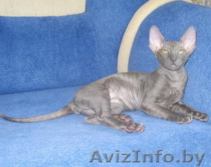 Корниш-рекс котята #82196