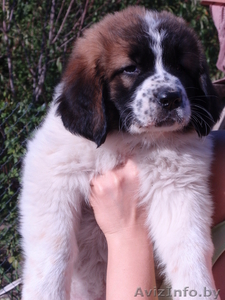 московская сторожевая щенки с питомника #82848