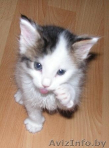 Котят отдам в хорошие руки! #81871