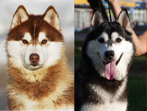 Щенки Сибирских  хаски в Беларуси!!! #75950