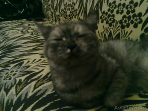 отдам в добрые руки кошечку #101003