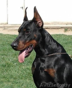 Щенки добермана #90044