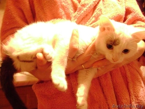 Отдам кошечку в хорошие руки  #94277