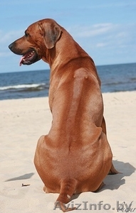 Родезийский риджбек #91405