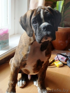 Боксёра элитный щенок кобель! #90048