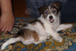 Отдам щенка в хорошие руки. #92706