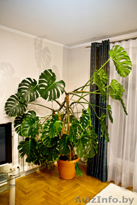 Монстера,  высота 2, 2 метра + горшок,  100 у.е. #87899