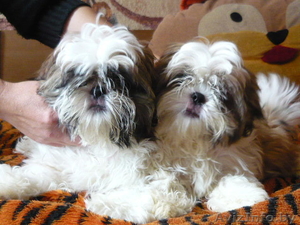 Продажа щенков ши-тцу  #91527