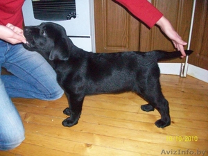 Лабрадора ретривера щенок #96721