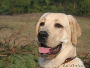 Кобель лабрадора предлагается для вязки #97931