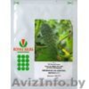 Подаю семена  SEMINIS #102306