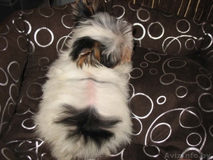 Бивер-йоркширского терьера подрощенная сука шоу-класса #90817