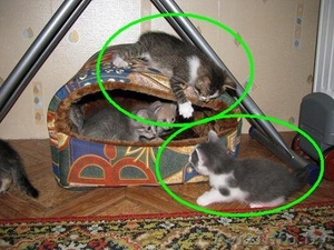 Подарю котёнка - ласковые малыши ищут добрых хозяев #88474